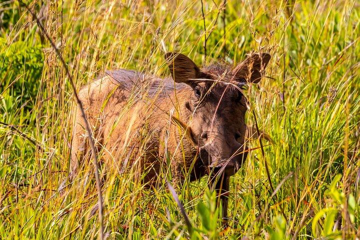 Shimba Hills Safari and Sheldrick Falls Hike From Mombasa Diani