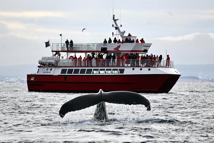 The Original Classic Whale Watching from Reykjavik