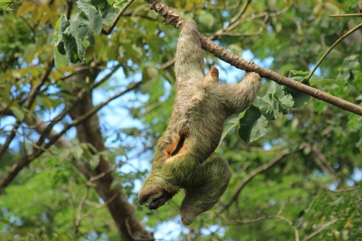 Mangrove Kayak Tour | Quepos & Manuel Antonio