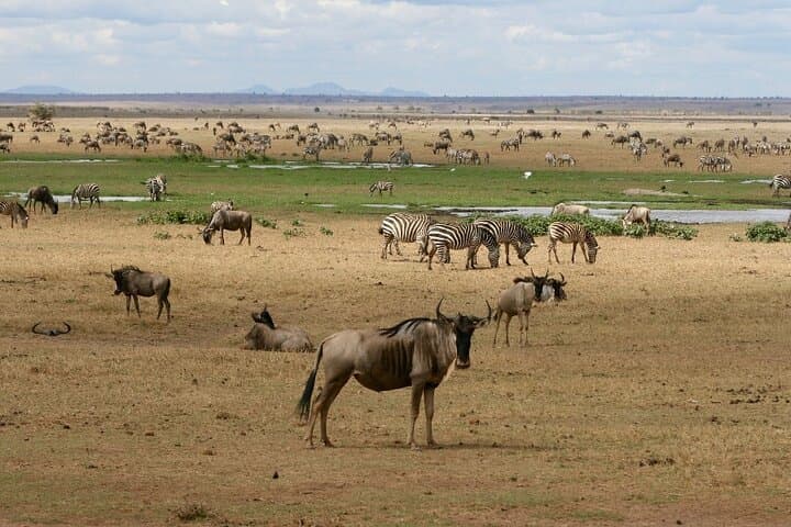 4 Days Landcruiser Safari to Masai Mara and Lake Nakuru
