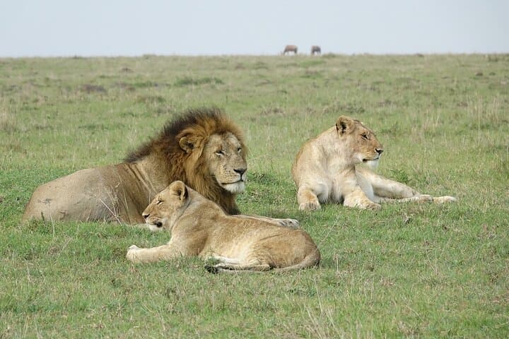 4 Days Landcruiser Safari to Masai Mara and Lake Nakuru