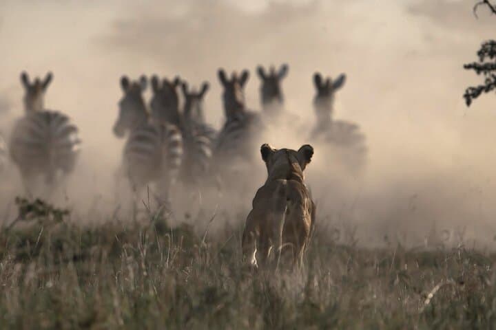 7 days Masai Mara,Nakuru,Hells Gate & Amboseli (budget or luxury)