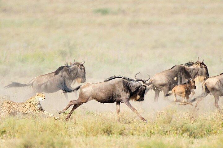7 Days Serengeti Migration Calving Season Safari & Hot Springs