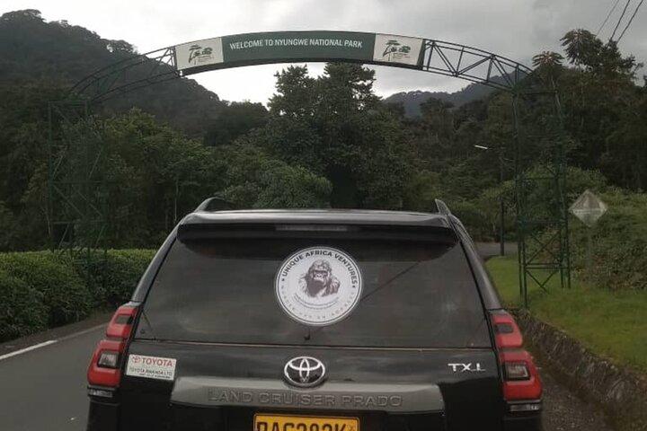 2 Days Private Chimpanzee Tracking and Canopy Walk in Nyungwe NP