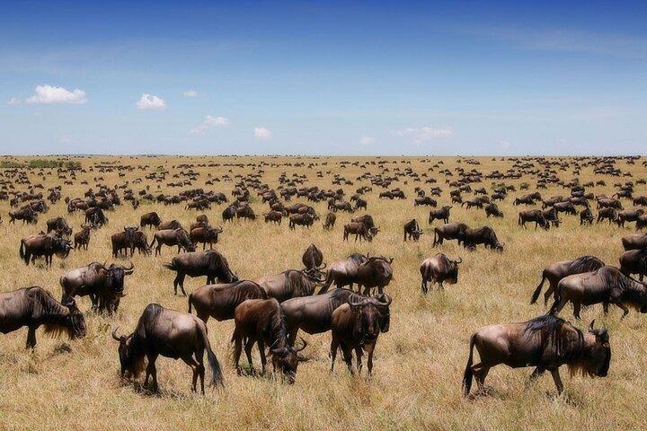 Wildebeest 3 Days Masai Mara Landcruiser Jeep Safari