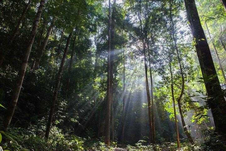 Jungle Odyssey: Unleash Your Adventure in Taman Negara!