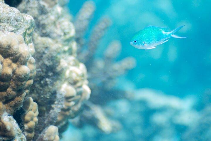 Snorkeling immersion in the wonders of Tahiti