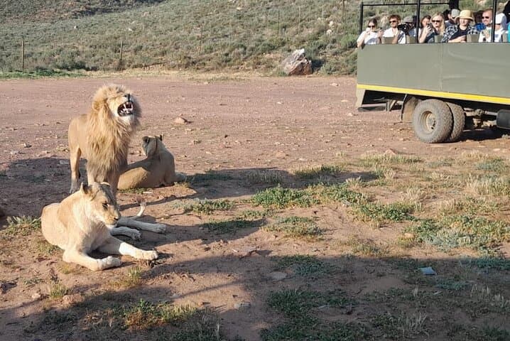 Cape Town Big Five Sunset Safari Ticket with transport Inclusiv