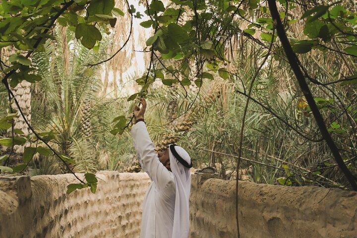 Explore Al Ain Culture and Nature