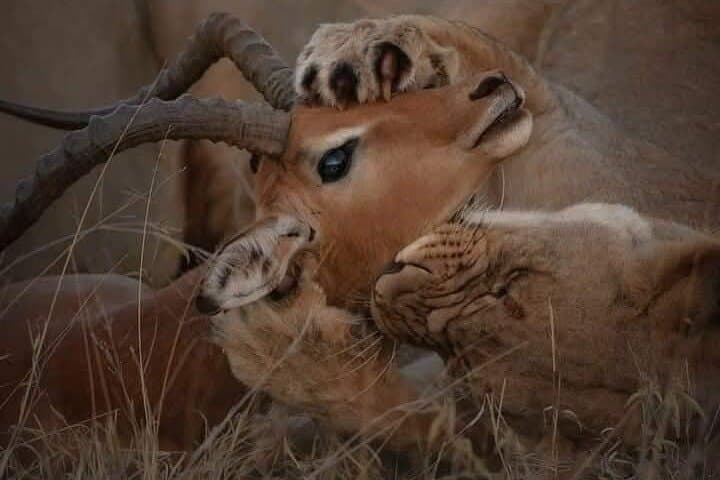6 Days Magical Kenya Urban and Bush Safari Experience