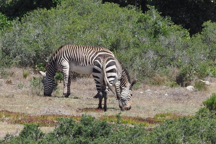 Best Of The Cape 8 Hour Private Tour