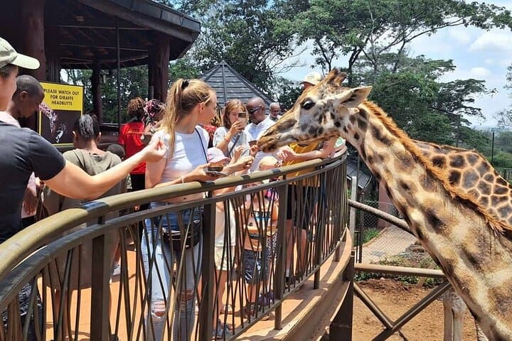 Nairobi National Park, Giraffe Center and National Museum Tour