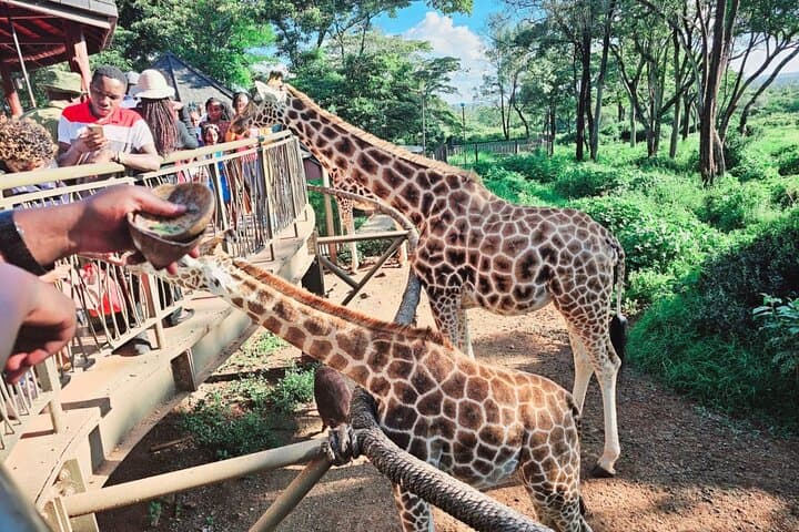 Nairobi: Karen Blixen, Beads Factory and Giraffe Center Day Tour