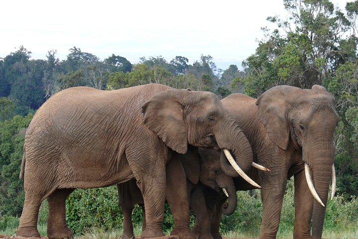 Scenic Day Trip to Aberdares National Park
