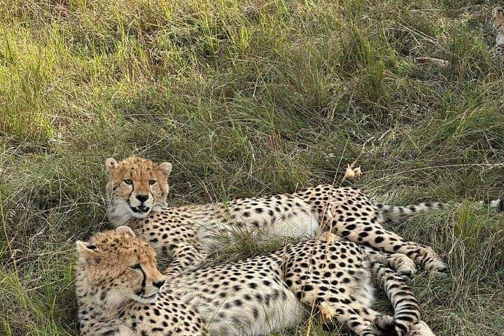 Maasai Mara Day Trip