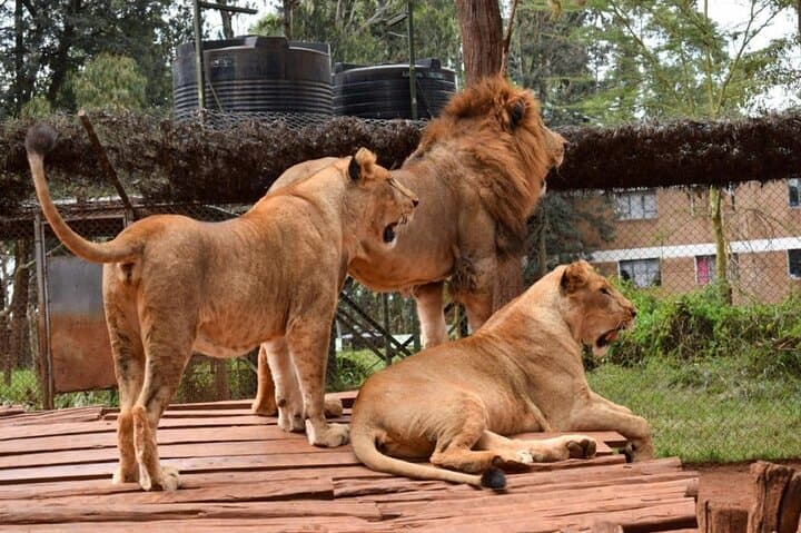 Nairobi Animal Orphanage 4WD Tour of Bomas Cultural Dance