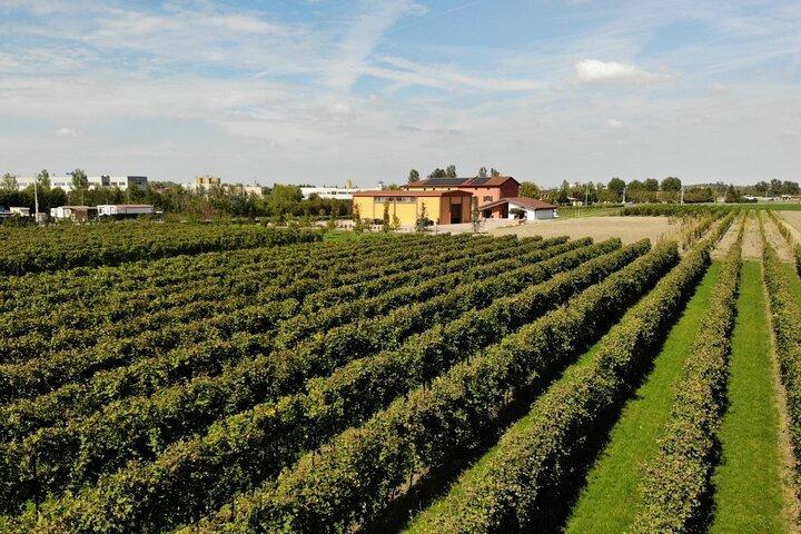 Guided Tour and Tasting of Balsamic Vinegar at Acetaia Marchi