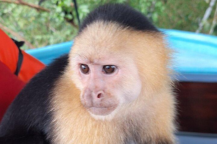 Monkey Island: The Wild Life Safari at Gatun Lake