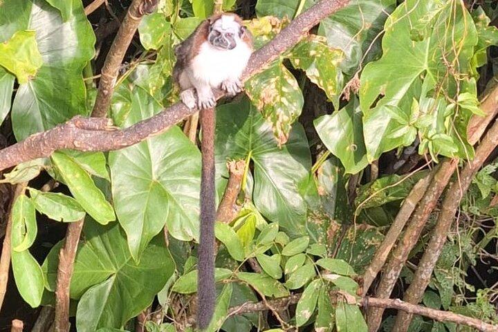Monkey Island: The Wild Life Safari at Gatun Lake