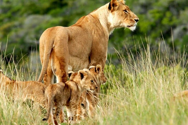 5 days Luxury Safari; Tsavo East, West, and Amboseli from Nairobi