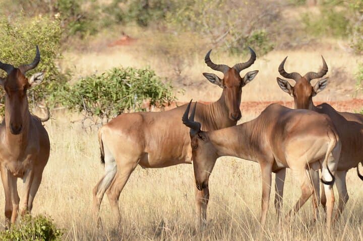 5 days Luxury Safari; Tsavo East, West, and Amboseli from Nairobi