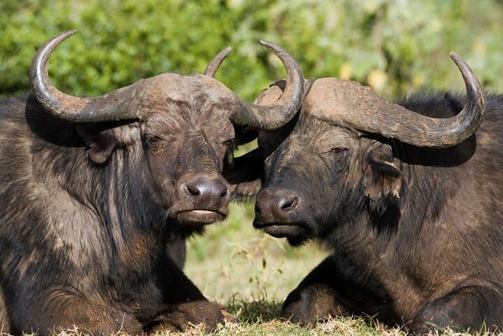 5 days Luxury Safari; Tsavo East, West, and Amboseli from Nairobi