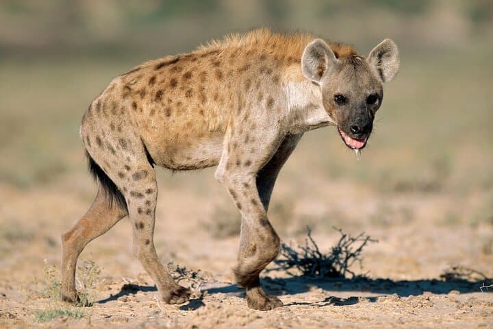 Day Trip to Amboseli National Park and Masai Village from Nairobi