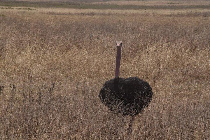 2 Day Midrange Safari to Tarangire and Ngorongoro from Arusha