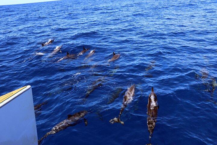 Luxury Snorkel Cruise with Dolphin Watch and Local Buffet