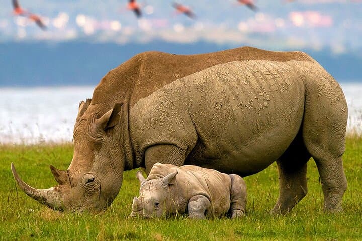 Private Day Tour to Lake Baringo from Nairobi