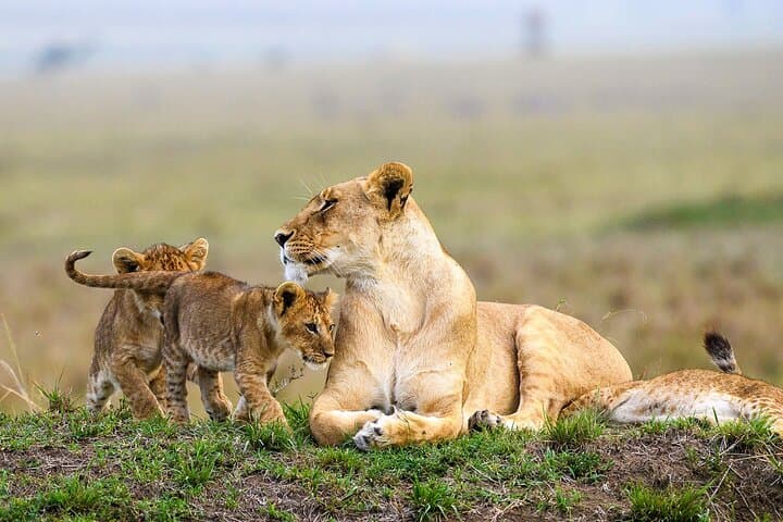 Half Day Nairobi National Park Guided Safari with free WIFI