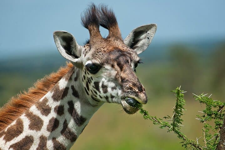 Half Day Nairobi National Park Guided Safari with free WIFI