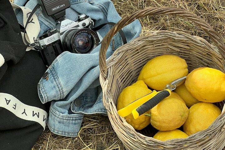 Sorrento: Lemon Grove Visit & Limoncello Tasting