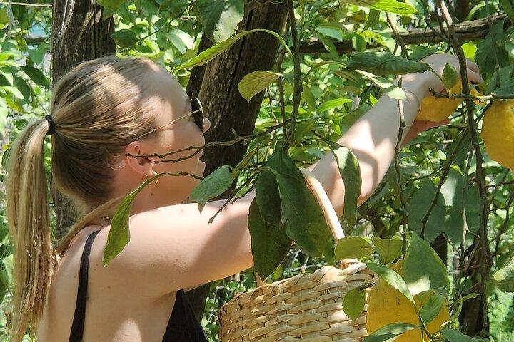 Sorrento: Lemon Grove Visit & Limoncello Tasting