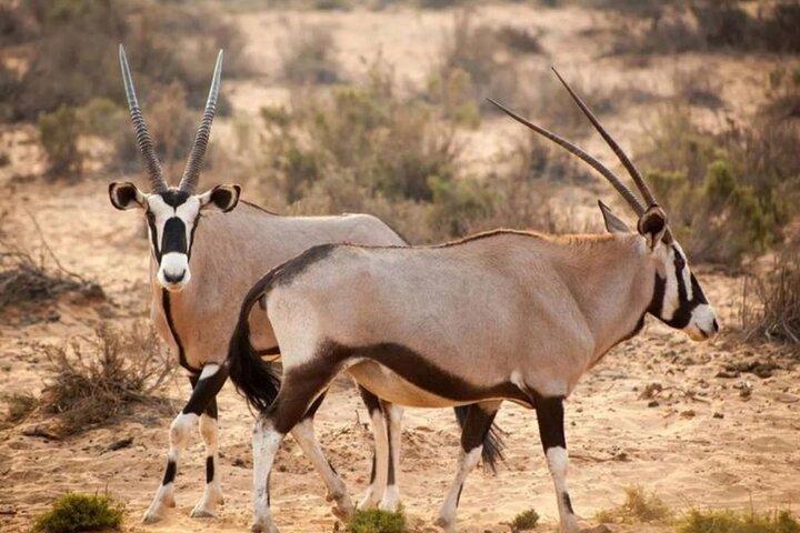 ½-Day Daan Viljoen Game Drive Safari in Windhoek