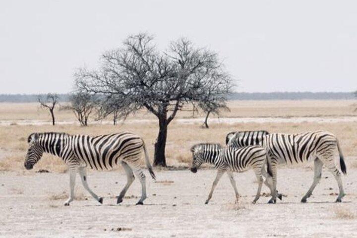 ½-Day Daan Viljoen Game Drive Safari in Windhoek