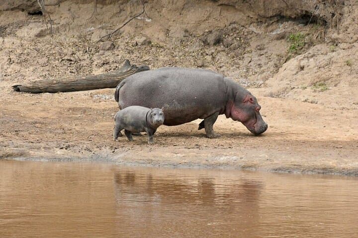 Day Trip to Hells Gate and Boat Ride in Lake Naivasha