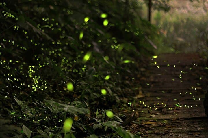 Mystical Nights: Fireflies & Blue Tears Adventure