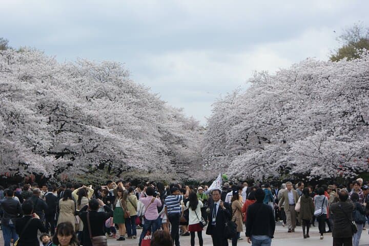 Conquer Tokyo's Best Cherry Blossom Viewing Spots in One Day