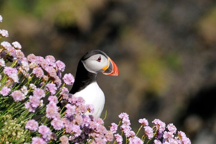 Puffin Boat Trip & Tantallon Castle Day Trip from Edinburgh