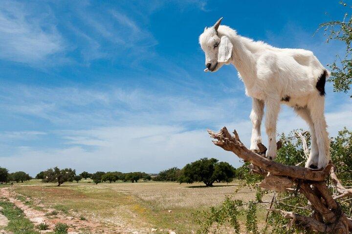 Essaouira Full Day Tour from Agadir