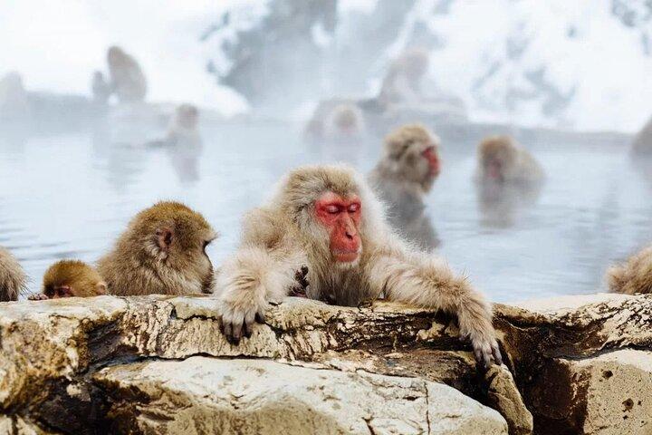 Myoko and Madarao Day Tour Snow Monkeys, Zenkoji and Sake