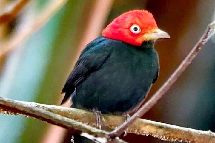 Manuel Antonio Park Guided Tour with Ticket Included Option