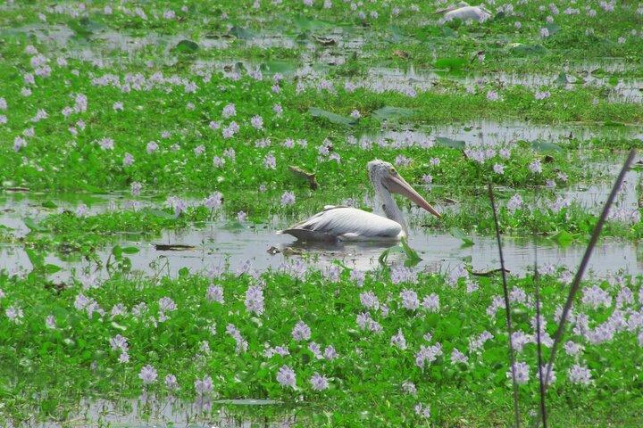 The Best Safari tour from Hambantota Port (Janaka safari)