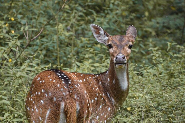 Minneriya National Park Jeep Safari from Trincomalee