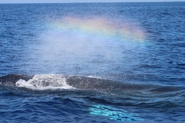 Whale Watching On The Big Island