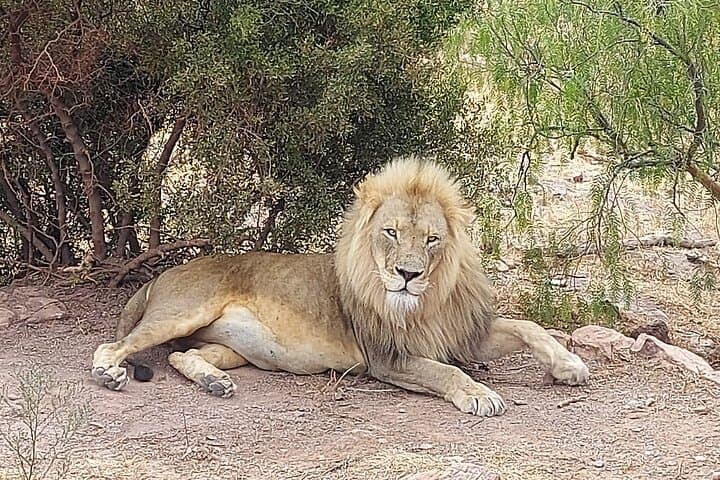 Aquila Big 5 Safari and Wine Tasting Day Tour – From Cape Town
