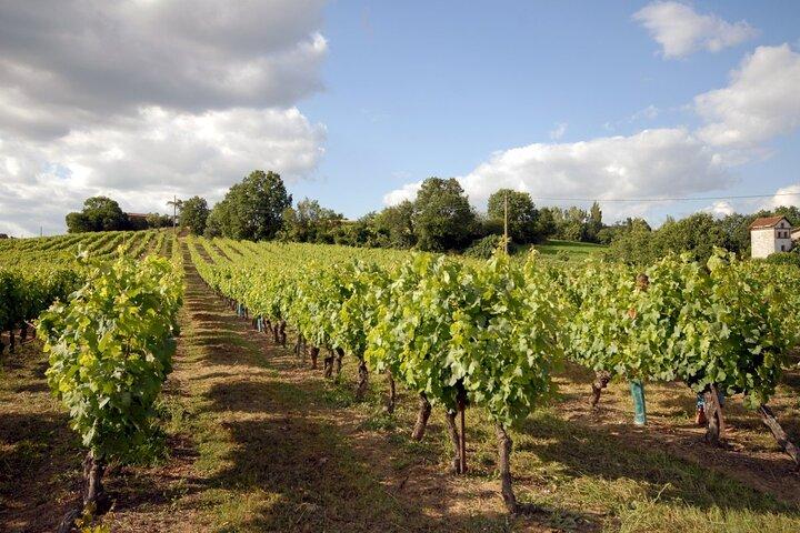 Gaillac Wine Tour Small Group Half Day Tour From Toulouse