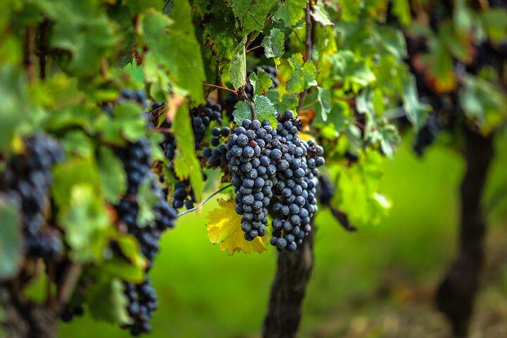 Gaillac Wine Tour Small Group Half Day Tour From Toulouse