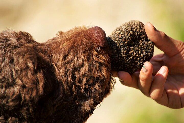 Truffle Hunting and Lunch Wine Tasting Experience at Cortecorbo